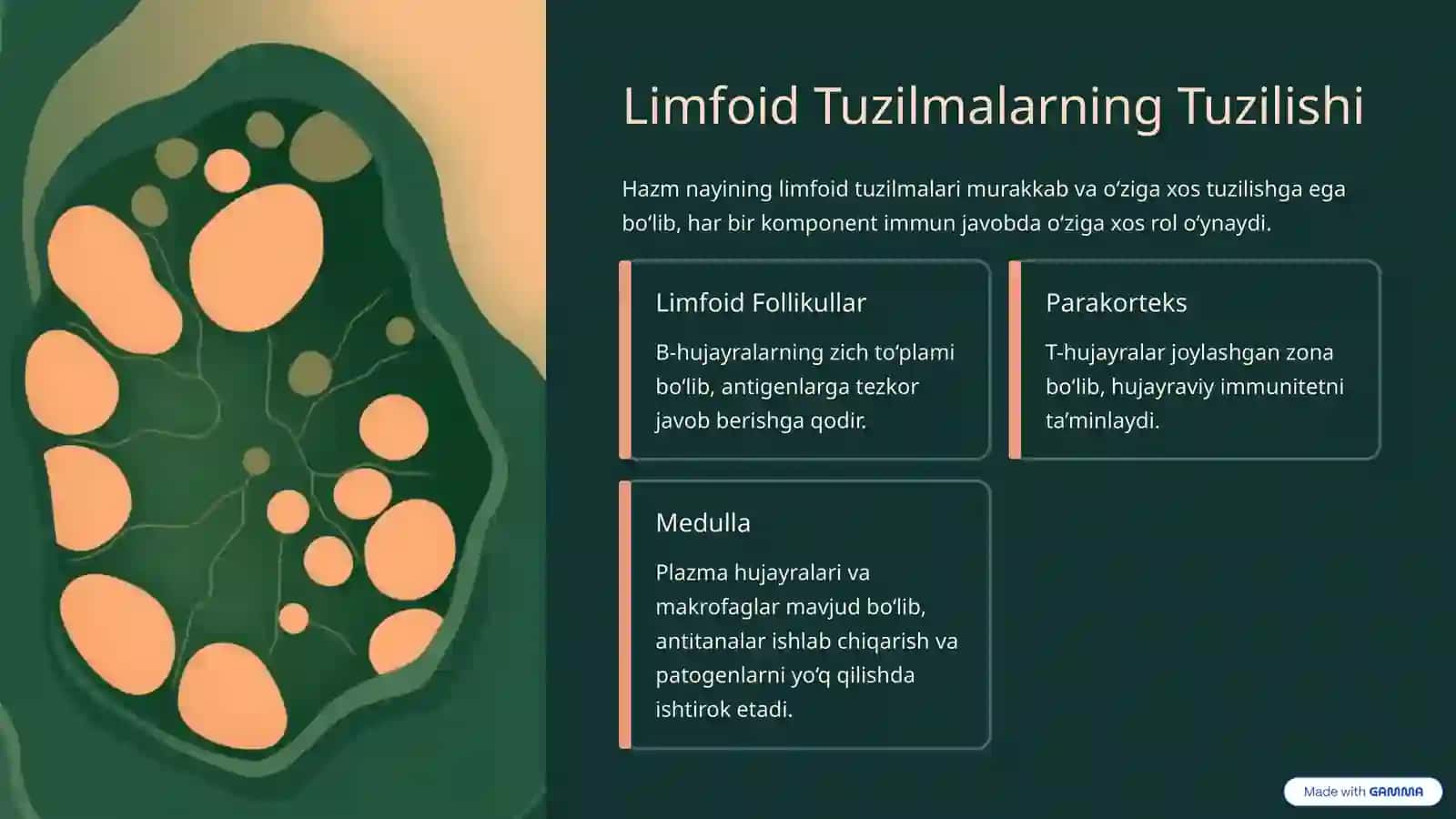 Hazm Nayining Limfoid Tuzilmalari: Tuzilishi va Vazifalari 4