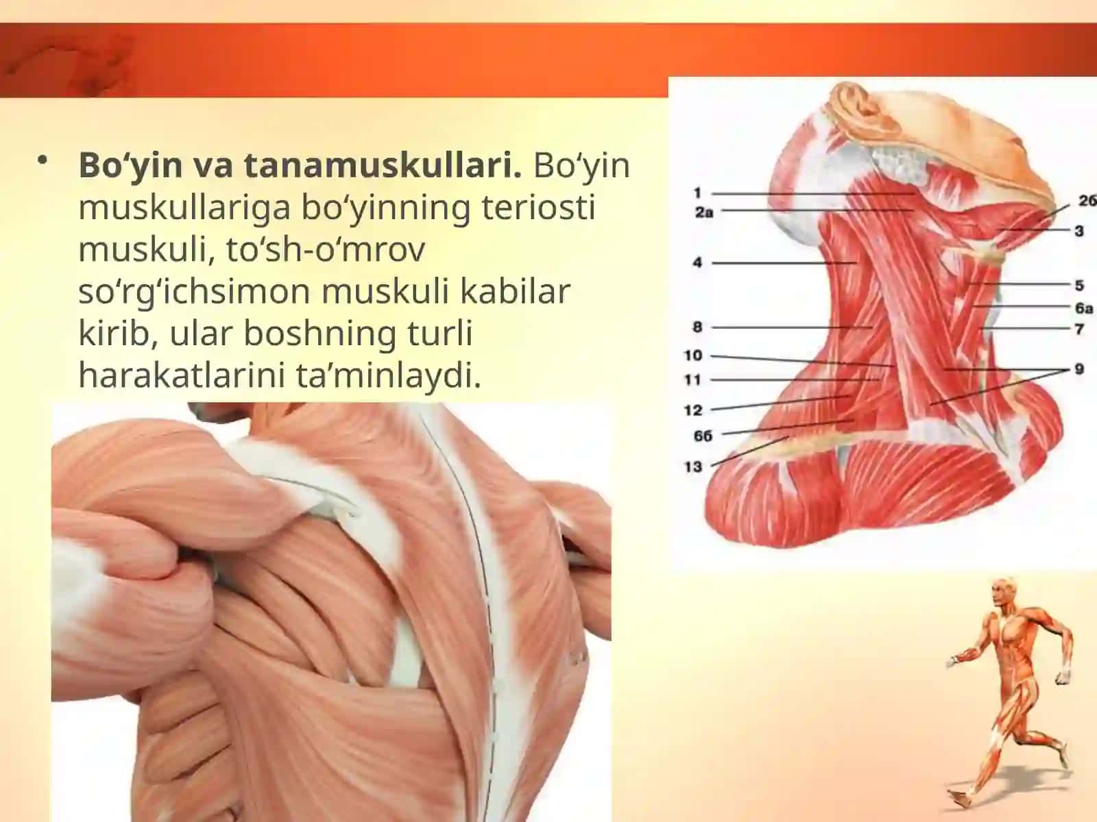 Odam tanasi muskullarining asosiy guruhlari 4