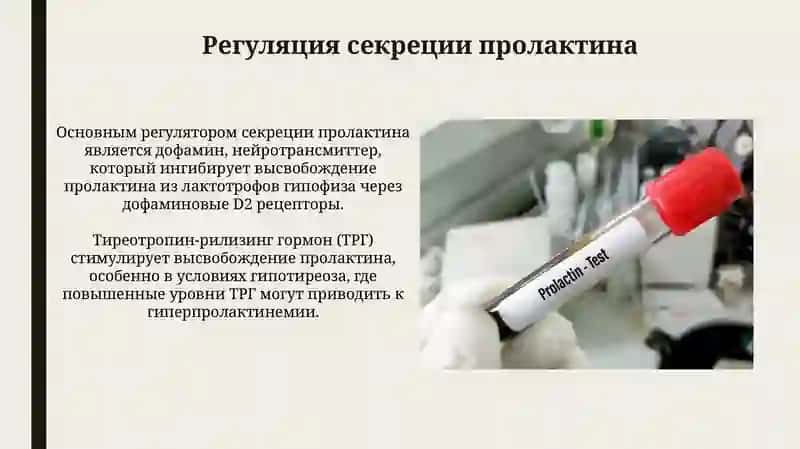 Пролактин: Синтез, Регуляция и Рецепторы 4