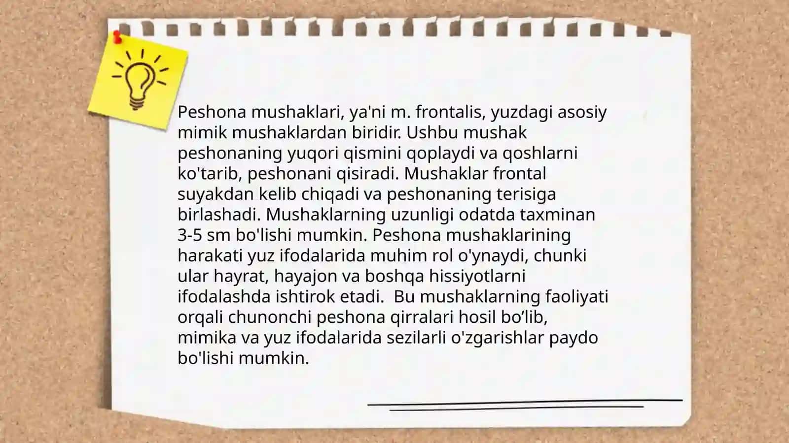 Bosh mushaklari anatomiyasi 4