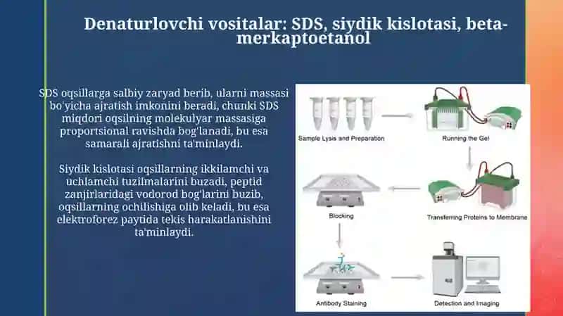 Poliakrilamidli gel elektroforezi 4