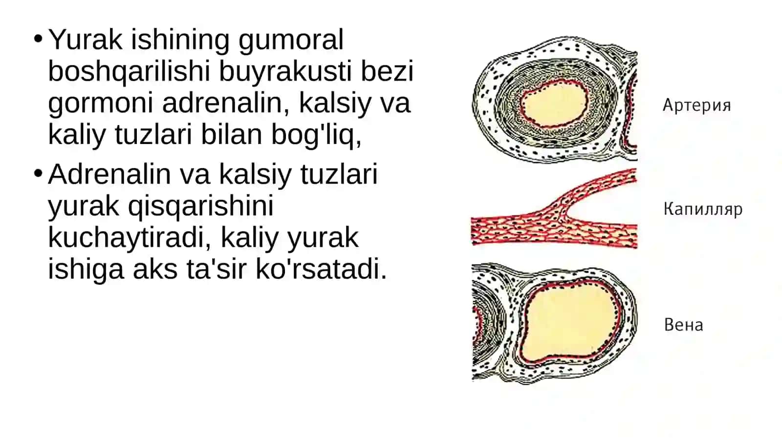 Qonaylanish Organlari Ishini Boshqarilishi 4