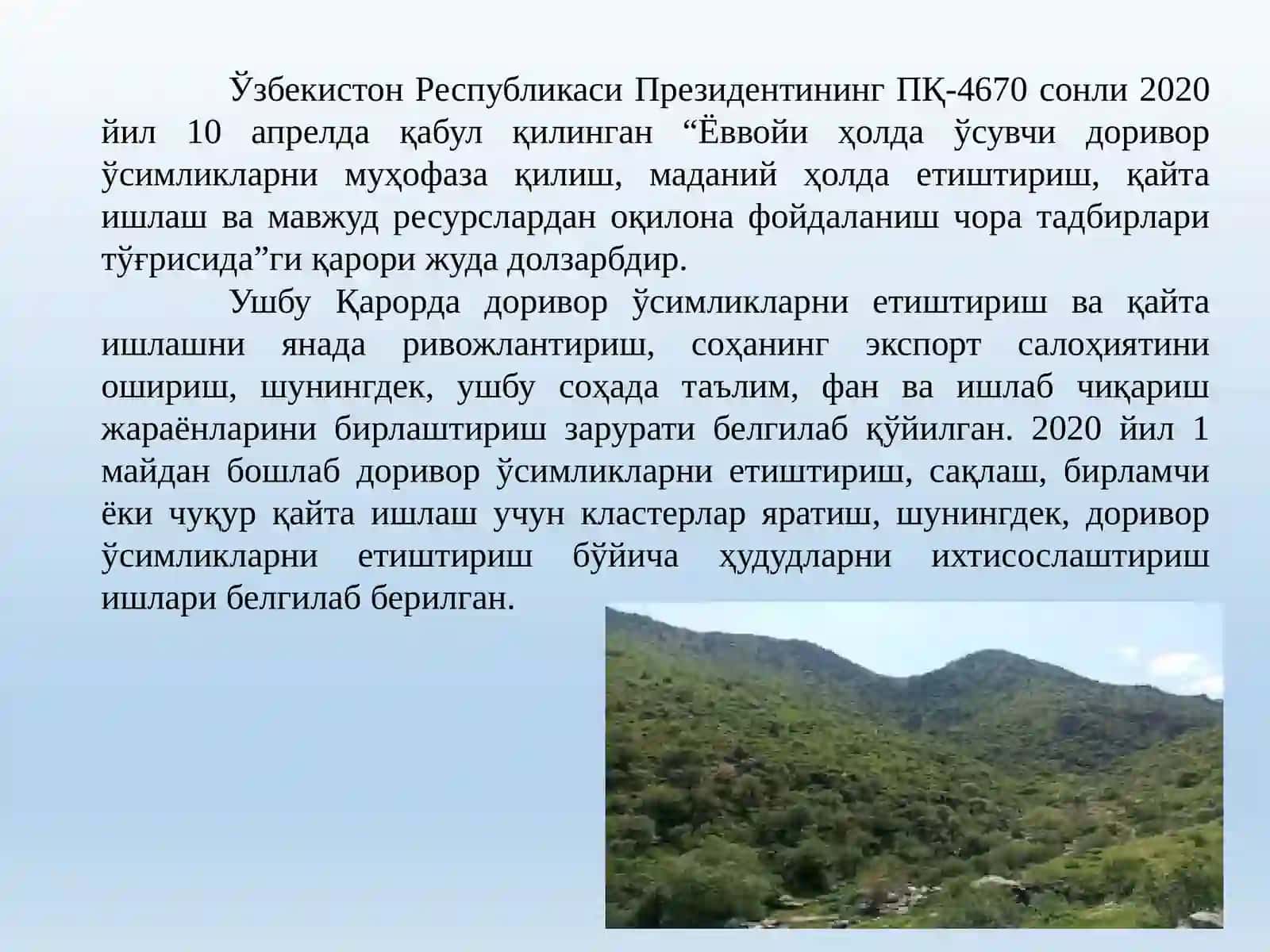 Озиқ – овқатда қўлланиладиган доривор ўсимликлар 4