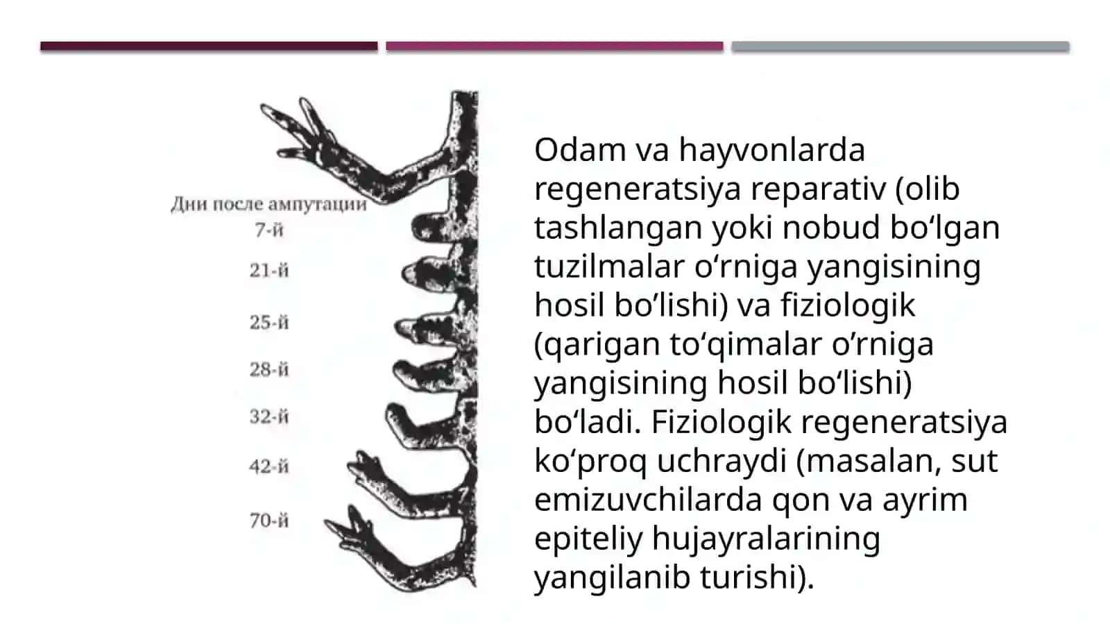 To’qimalarningfiziologikvareparativregeneratsiyasi 4