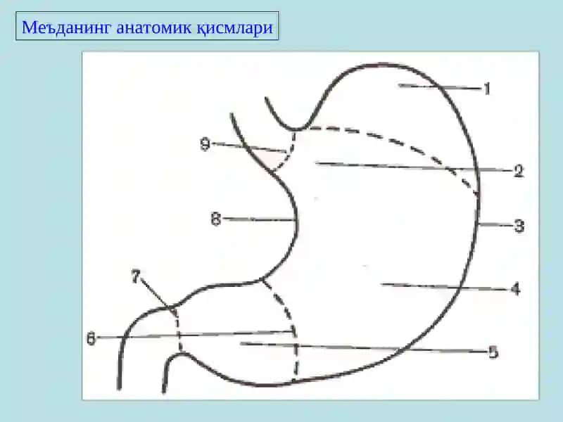 Меъдага ва 12 бармоқли ичак скелетотопияси 4