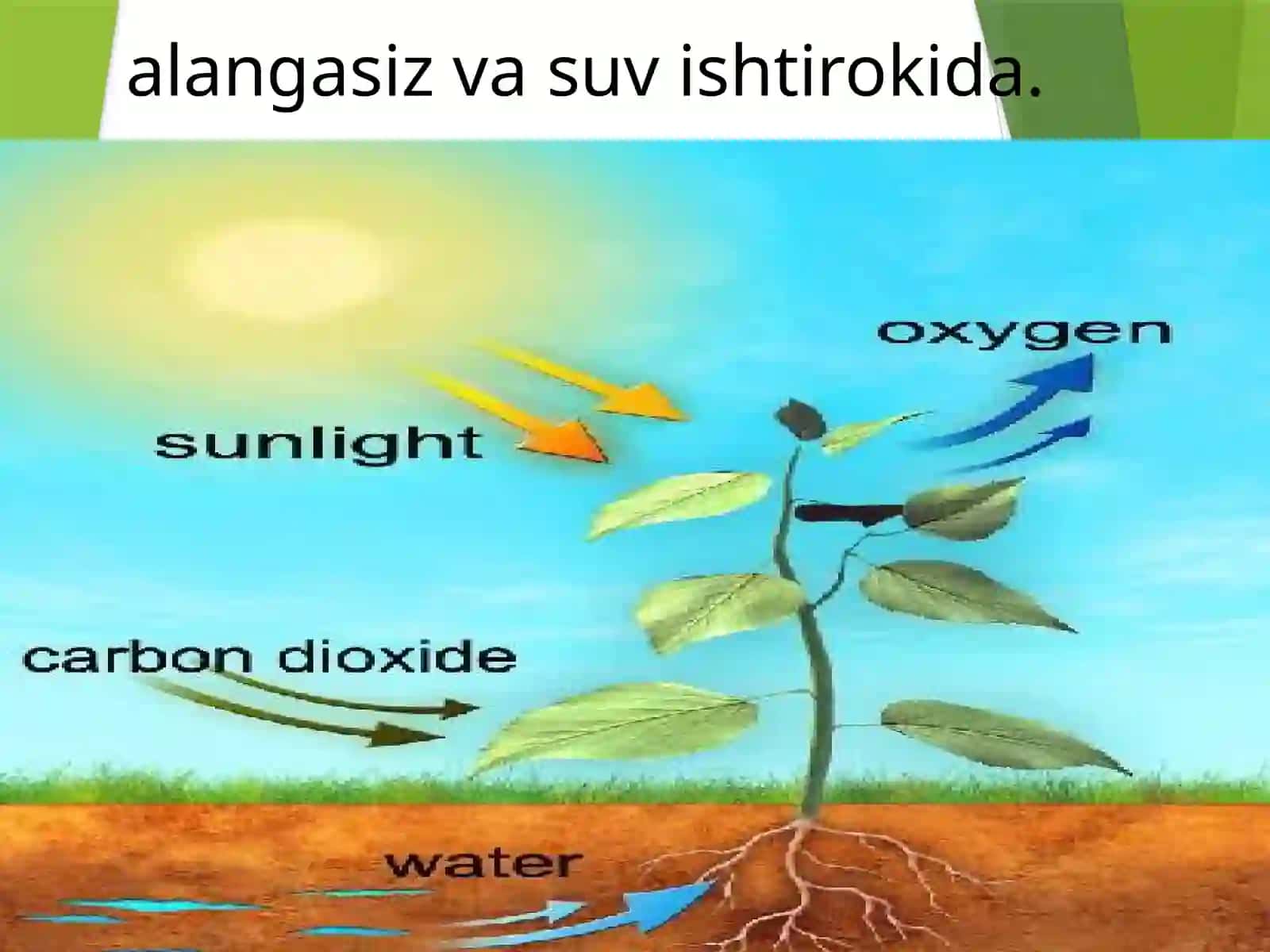 Biologik oksidlanish jarayonlari 4