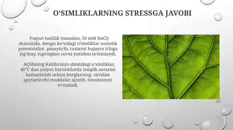 Oʻsimliklar ekologiyasi asoslari 4