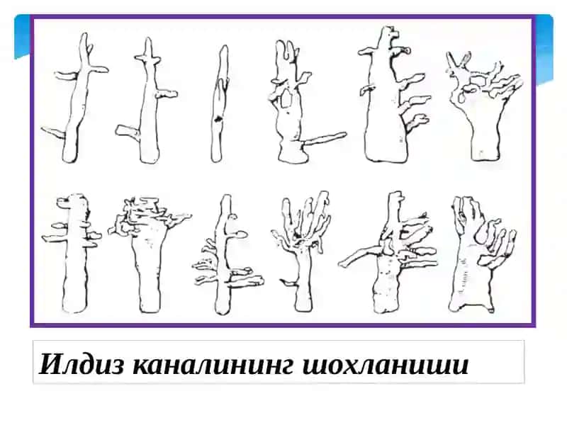 Тишлар морфологияси, тиш бўшлиғи ва илдиз каналларга кириш 4