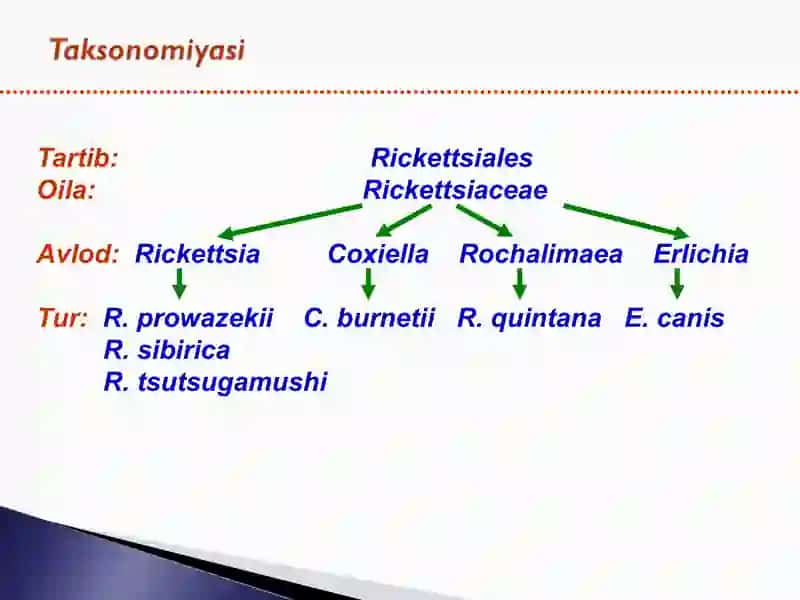 Rikketsiyalar 4