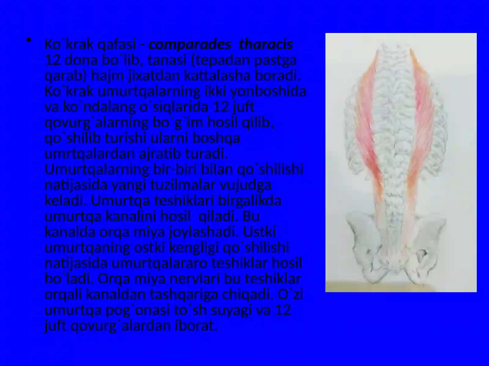 Odam gavdasi tashqi skeletining umumiy xarakteristikasi 4