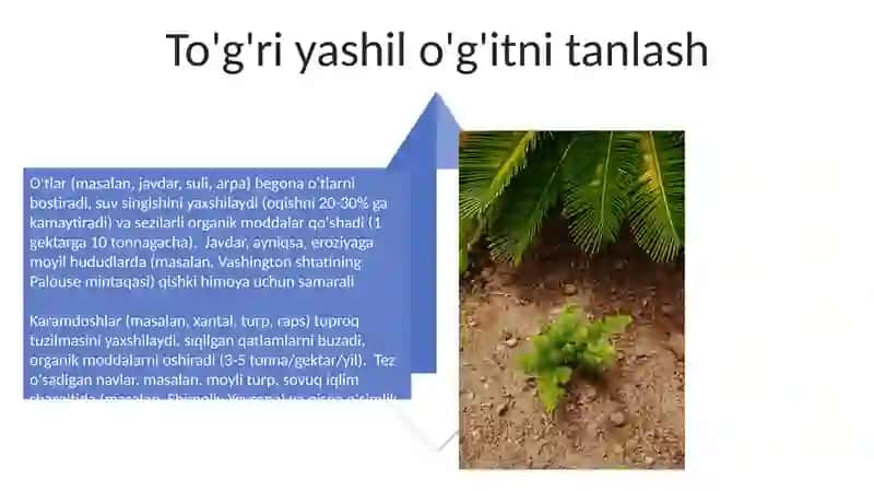 Yashil o'g'it 4