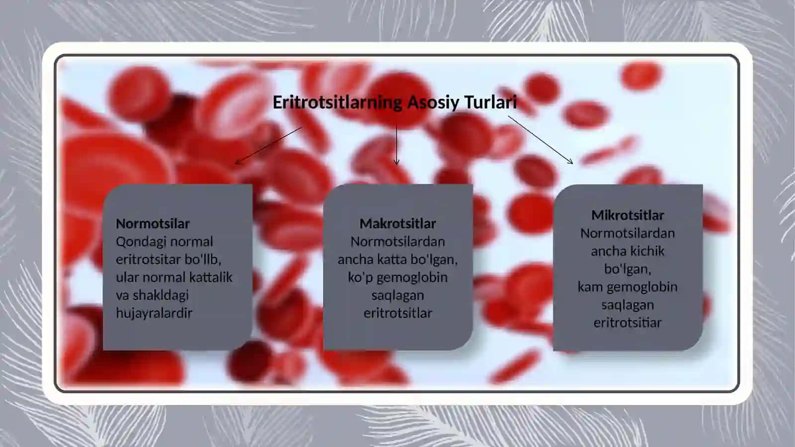 Eritrotsitlarni turlari va funksiyalari 4