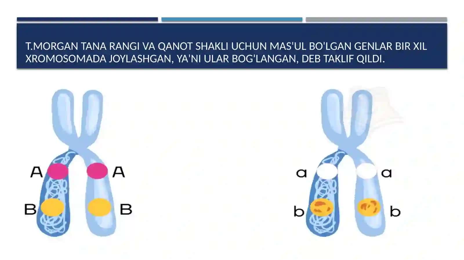 T.MORGANNING IRSIYATINI XROMOSOMA NAZARIYASI 4