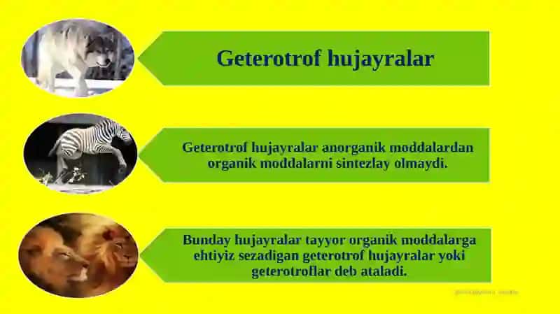 Hujayraning oziqlanishi 4