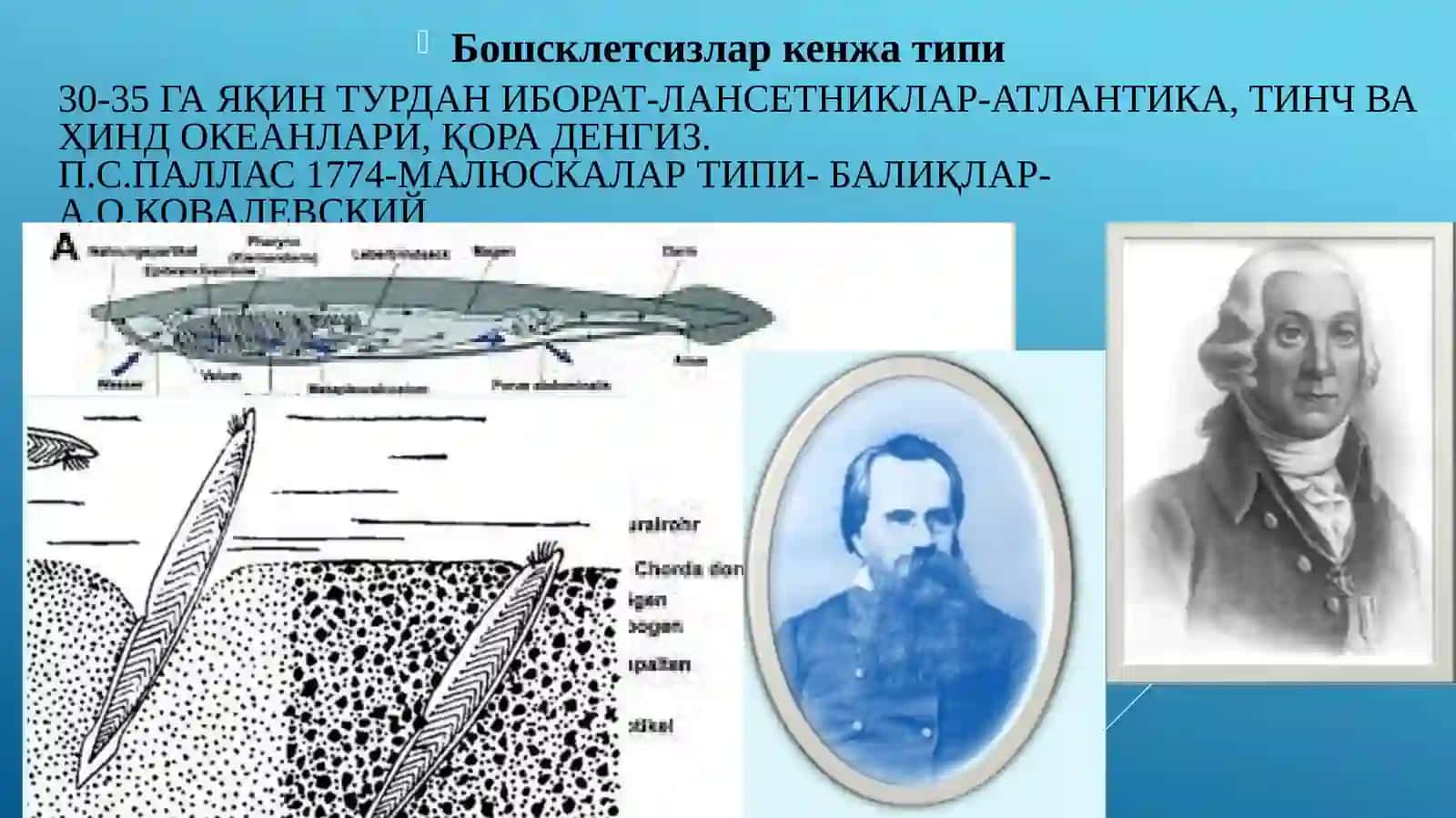 Хордалилар (CHORDATA) типининг умумий тавсифи 4
