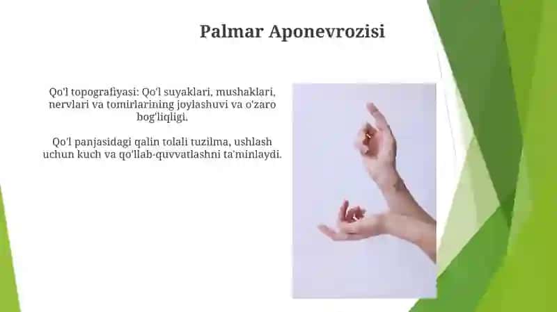 Qo'l fassiyalari va qo'l topografiyasi 4