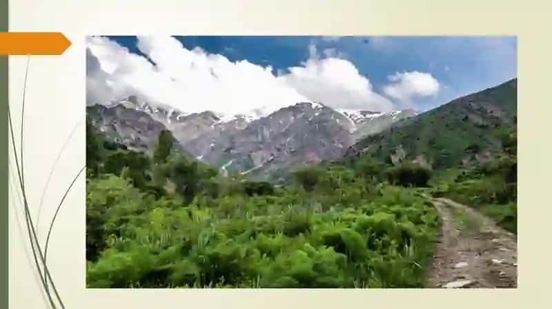 MEHNAT – MEHNATNING   TAGI  ROHAT .  O’ZBEKISTONNING  DORIVOR   O’SIMLIKLARI 4
