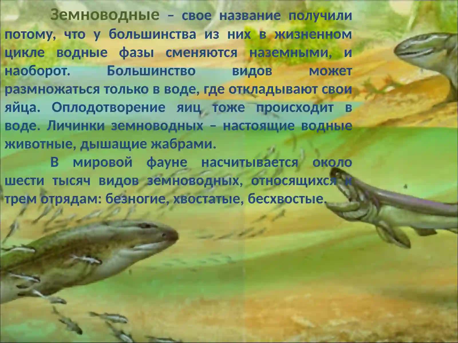 ЗЕМНОВОДНЫЕ 4