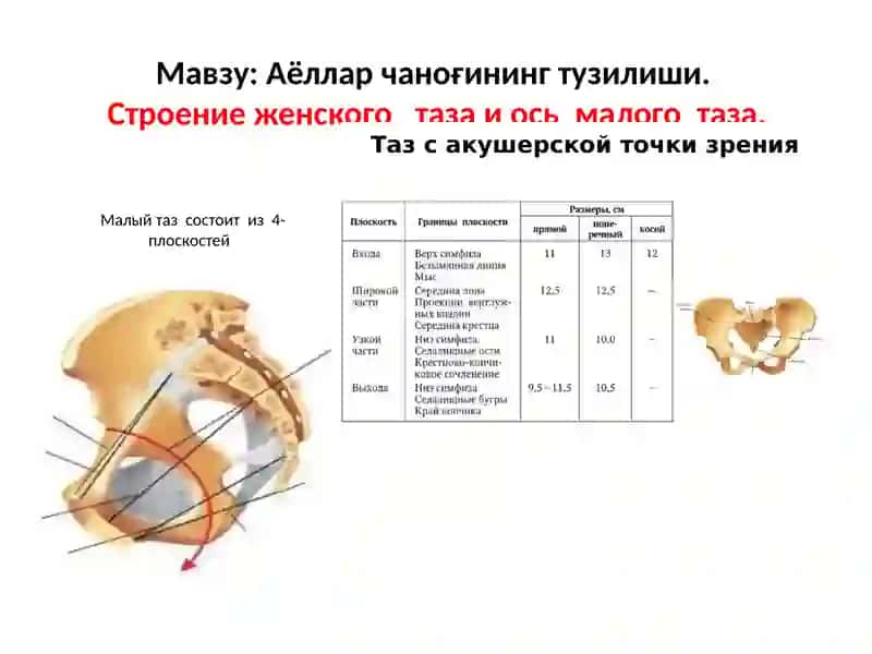 Аёллар чаноғининг тузилиши.Анатомия женского таза 4