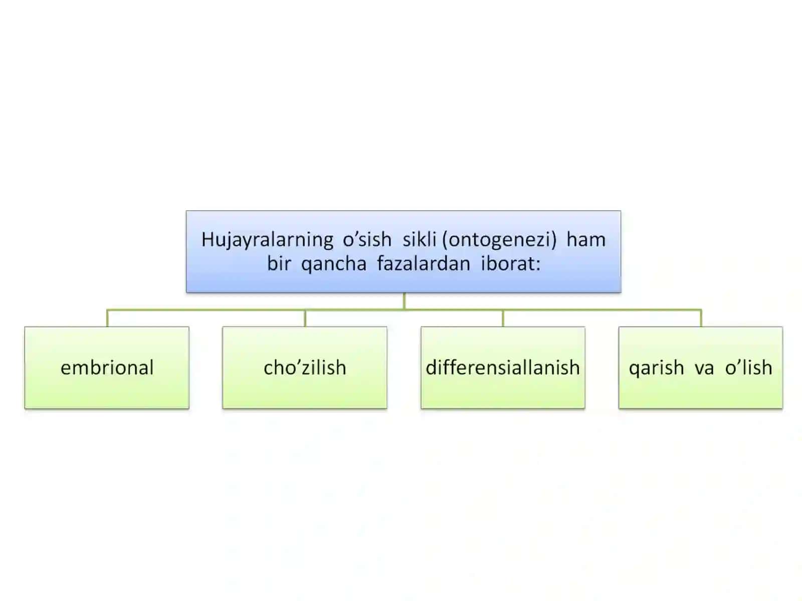 O’simliklar hujayrasining o’sish fazalari 4