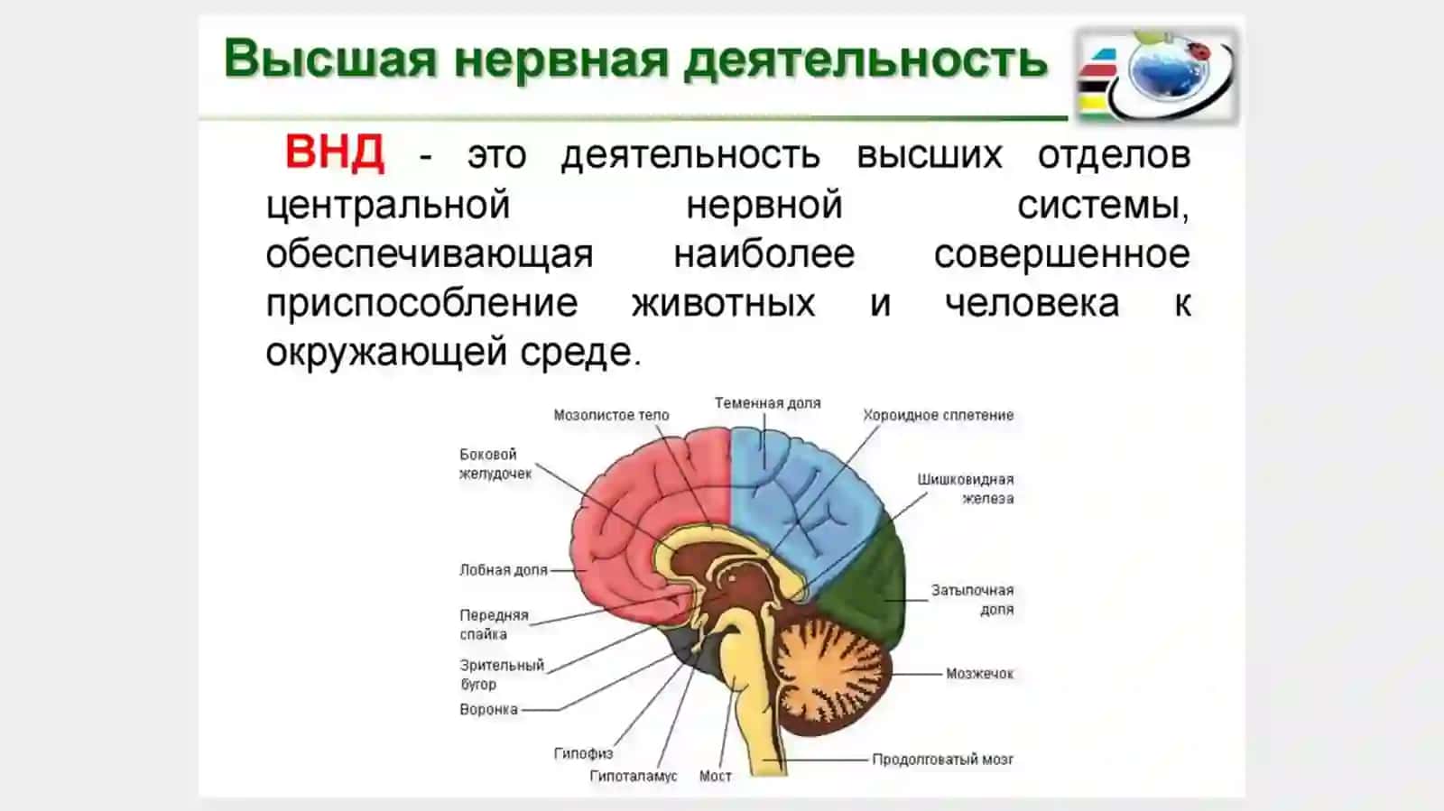 Высшая нервная деятельность и ее возрастные особенности 4