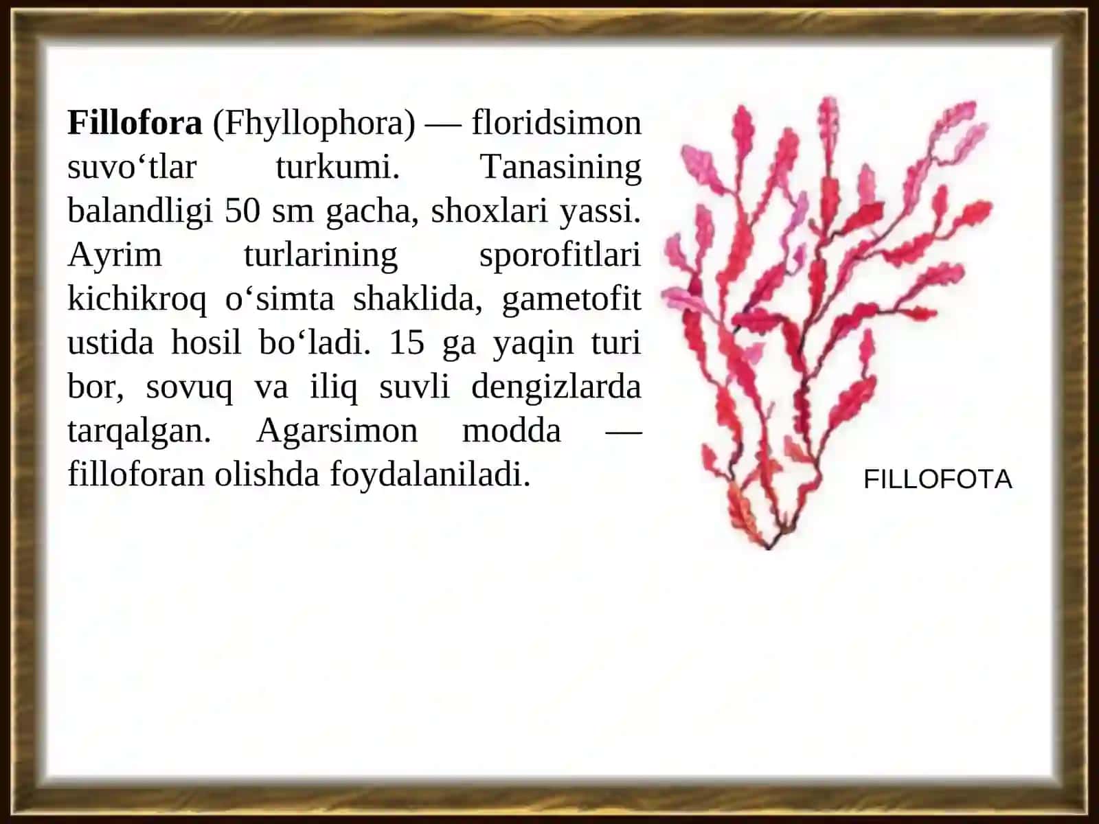 Qizil suv o’tlar bo’limi (Rhodophyta) 4