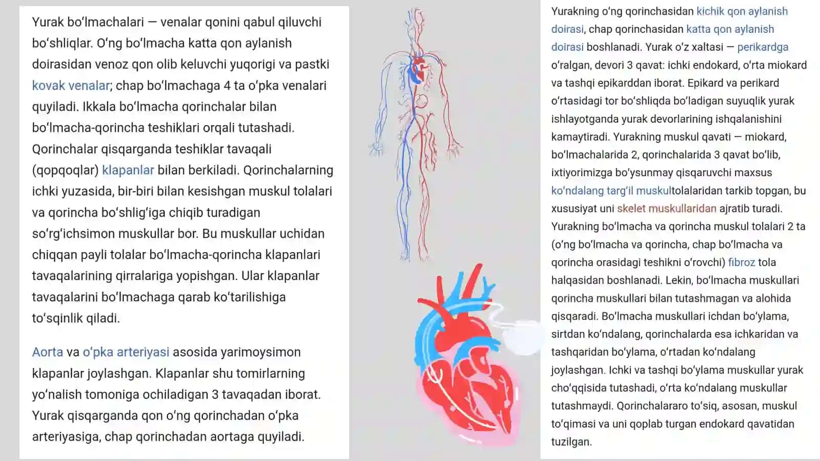 Yurakning tuzilishi,topografiyasi va anatomiyasi 4