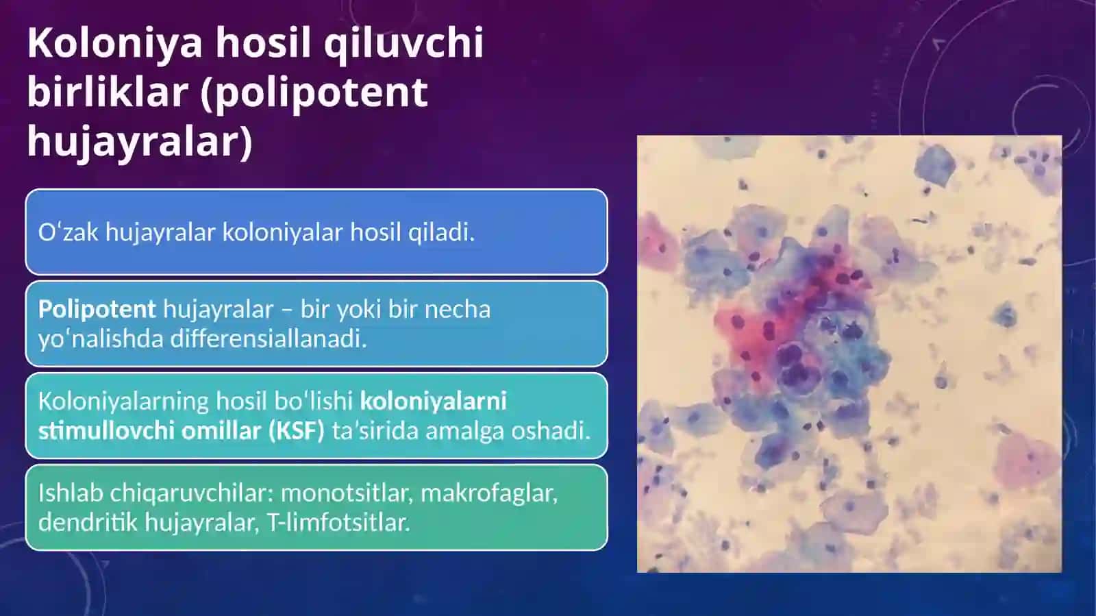 Postembrional qon hosil bo‘lish (Gemopoez) 4