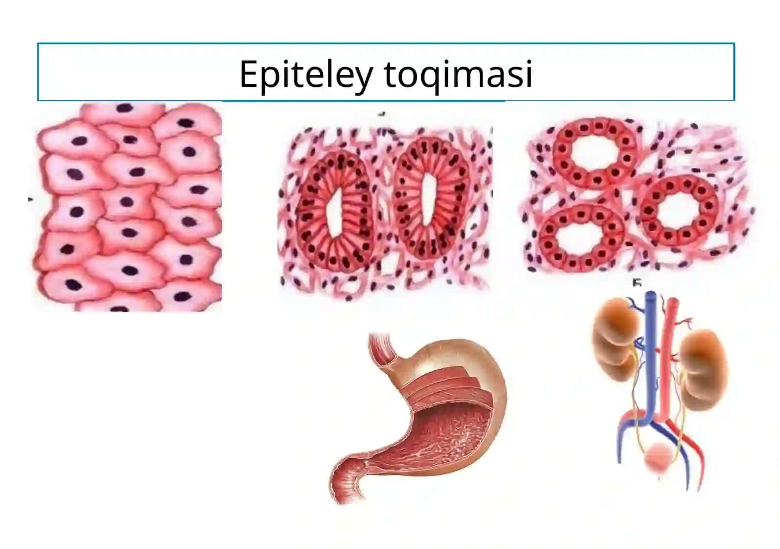 To`qimalar,organlarorganizm 4