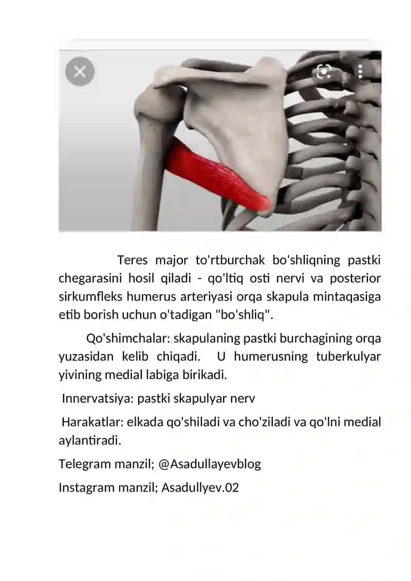 QOLNING KLINIK VA TAPOGRAFIK ANATOMIYASI 4