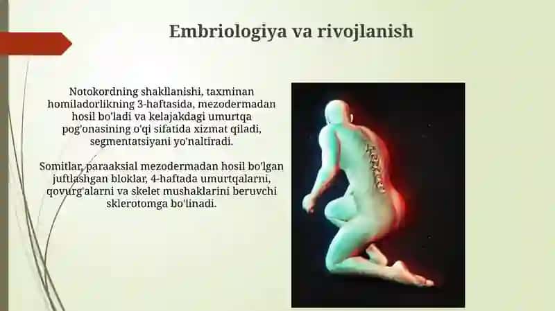 Umurtqa pog'onasining tug'ma anomaliyalari 4