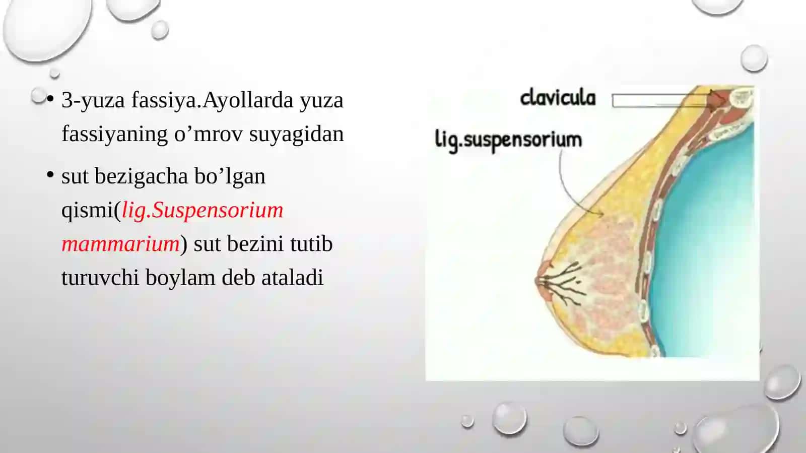 Qoʻlning klinik anatomiyasi 4