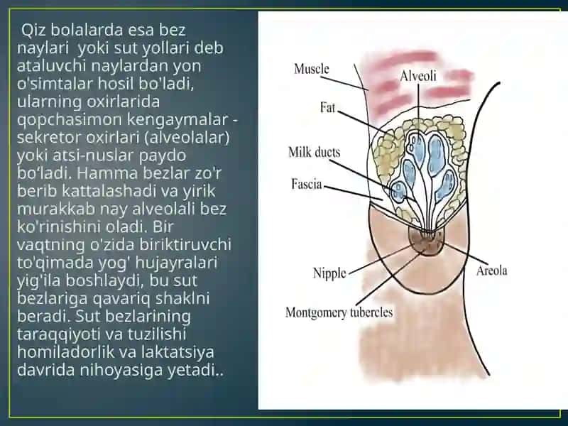 Sut bezlari gistogenezi va gistafiziologiyasi 4