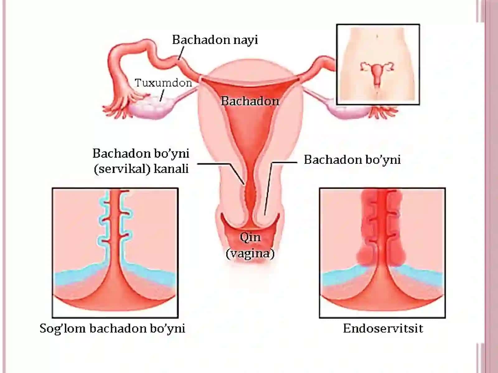 Gistalogiya Sitologiya va Embirologiya fanidan 4