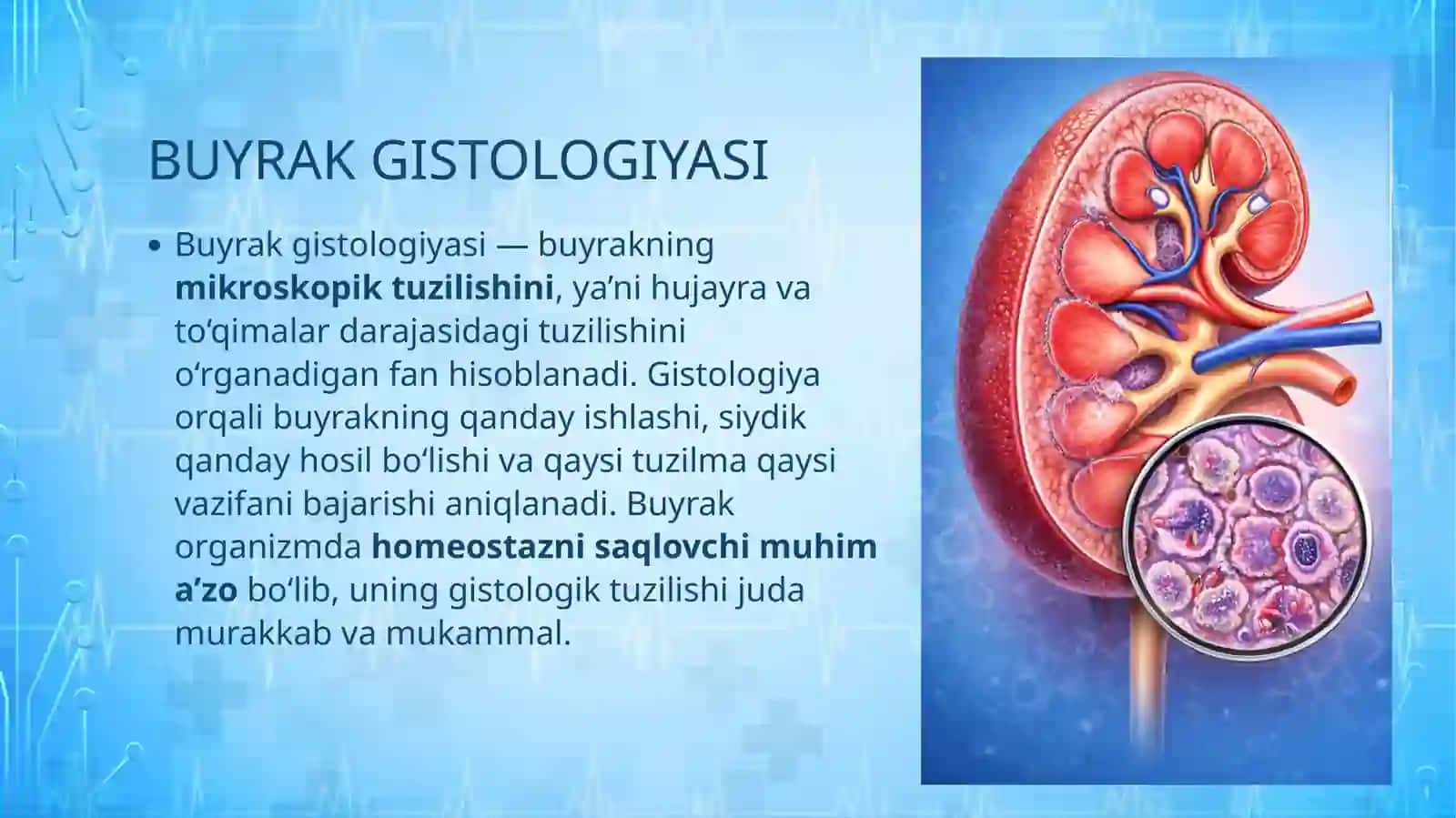 BUYRAK GISTOLOGIYASI 4