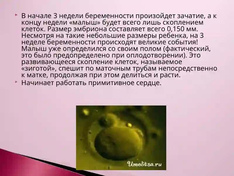 презентация на тему : Пренатальный период 4