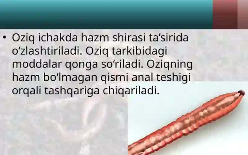 Yomg‘ir chuvalchangining ichki tuzilishi 4