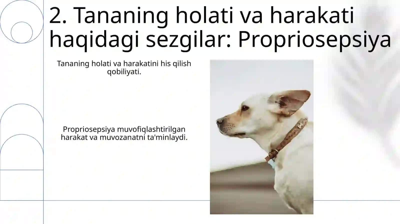 Umurtqali hayvonlar sezgi azolari, sensor(qabul qilish) mexanizimlari 4