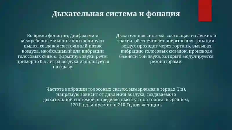 Речевой аппарат и роль органов речи в звукообразовании 4