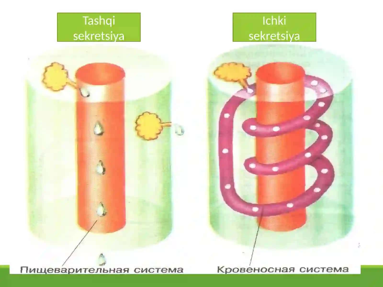 Ichki sekretsiya bezlari 4