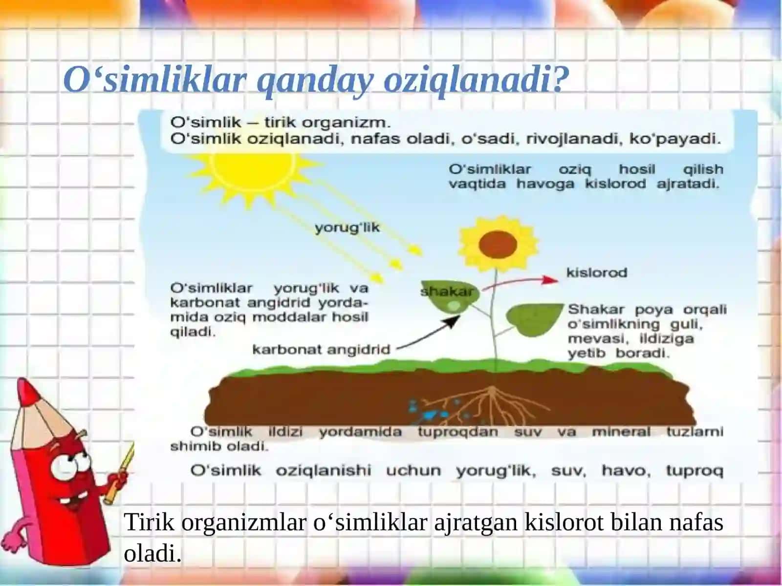 Oʻsimlik organlari 4