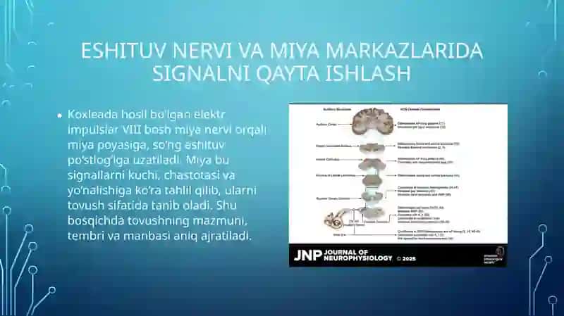 Biofizika - Eshitish biofizikasi elementlari, koxlear implantatsiya, radioto'lqinli jarrohlik va lit 4