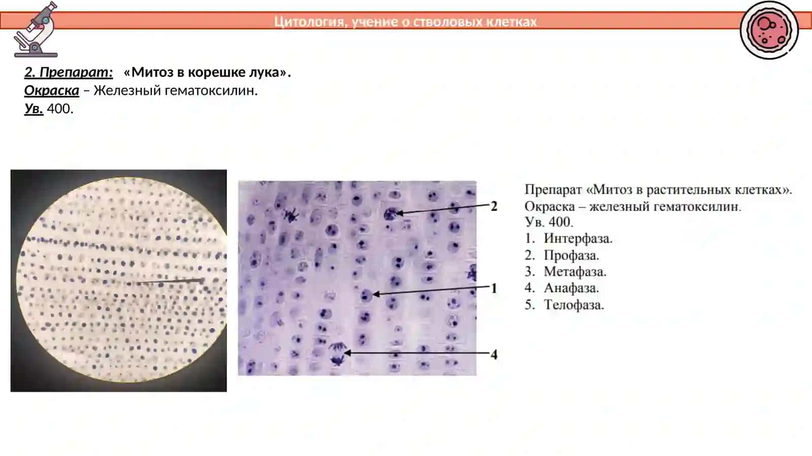 Жировые включения в клетках печени аксолотля 4