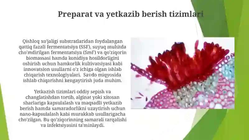 Zamburug‘li entomopatogen pereparatlar 4