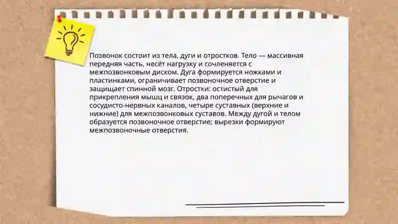 Позвоночный столб 4