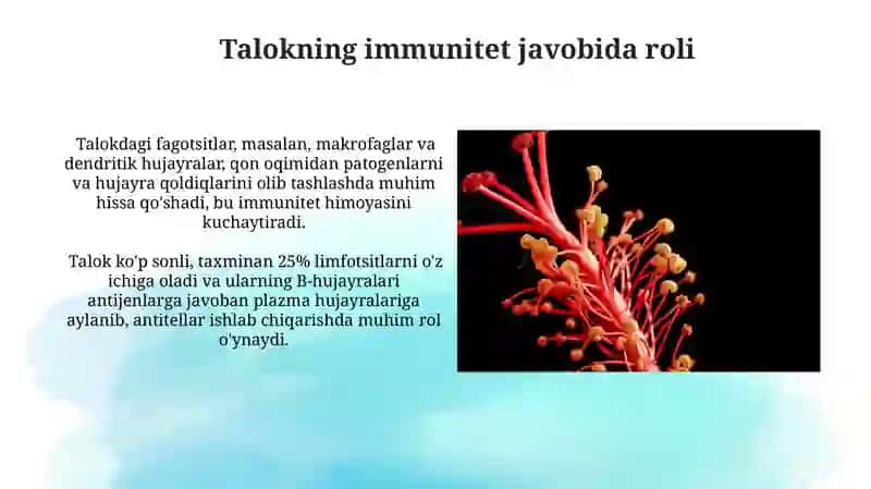 Immunitet Sistemining Periferik Organlari: Taloq 4