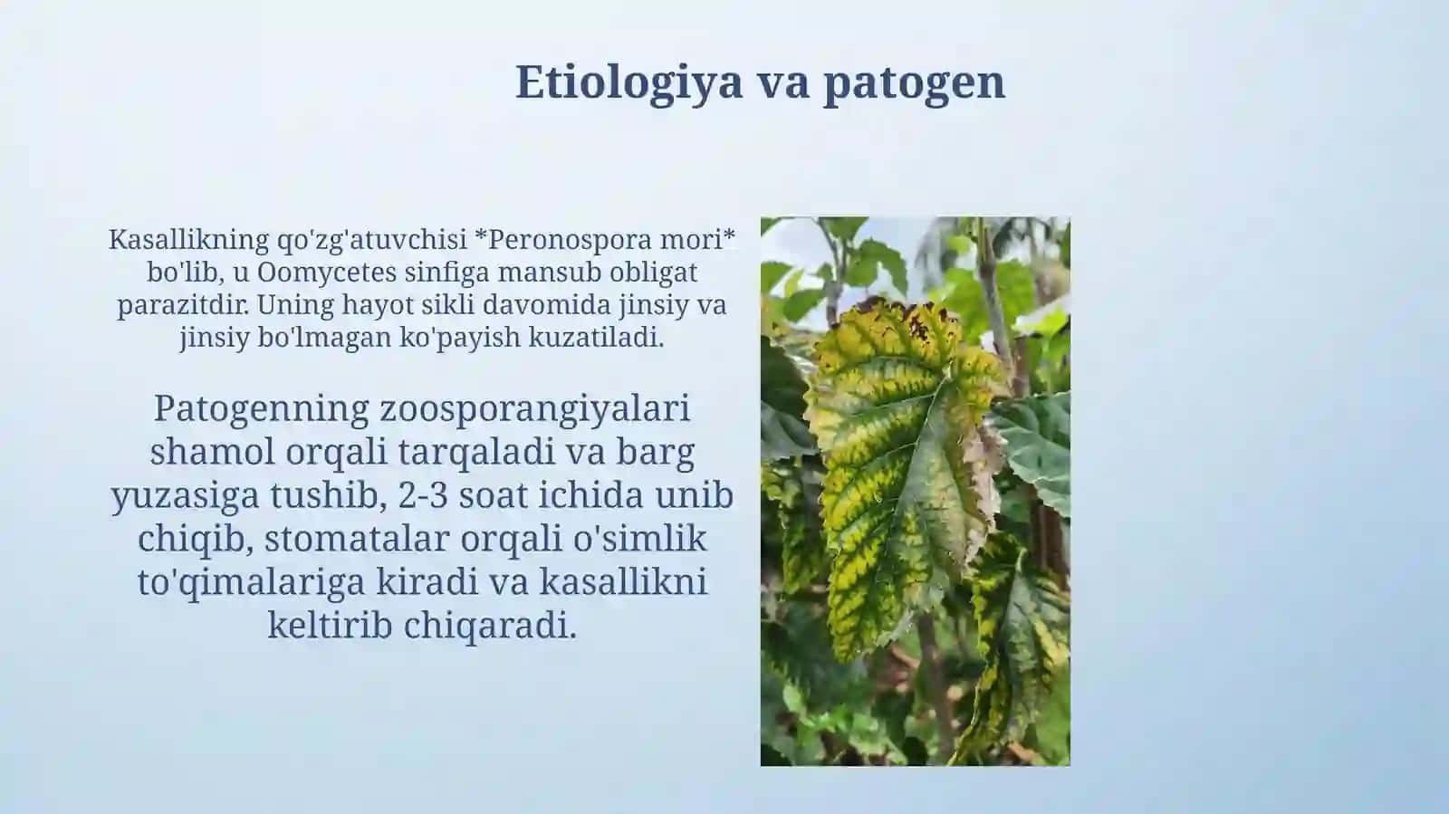 Tut daraxtida soxta unshudringkasalligi 4