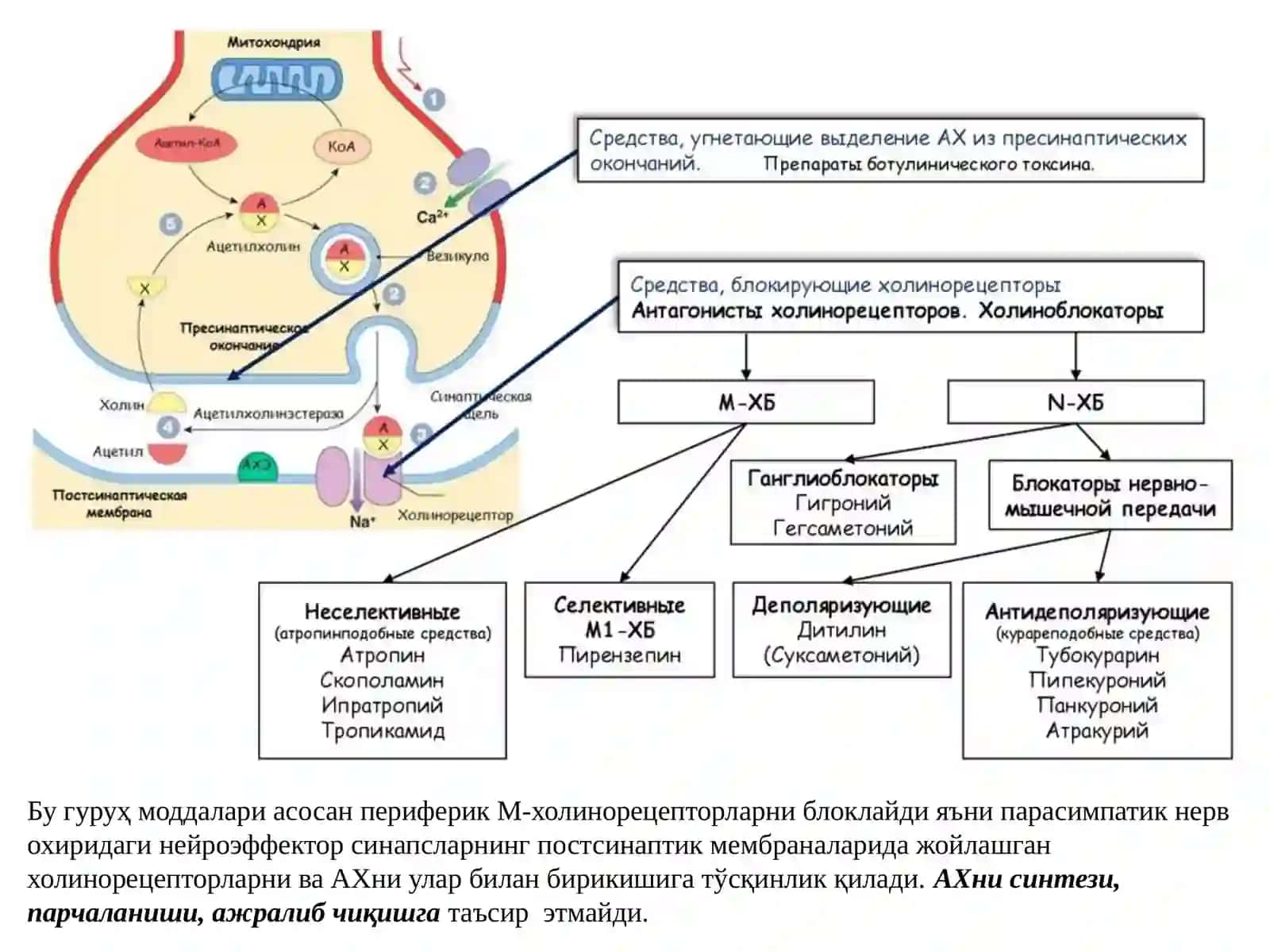 Эфферент иннервация. Холинергик синапсларга таъсир этувчи дори воситалар (II қисм) 4