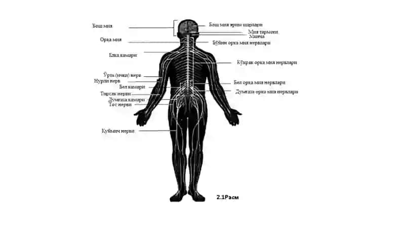 Xulq-atvoring psixofiziologik asosi 4