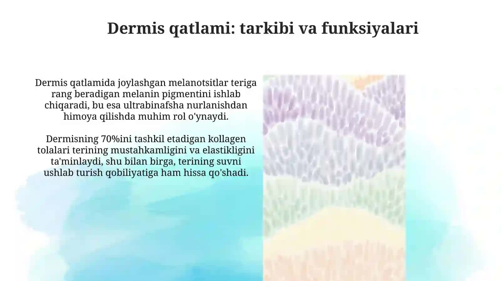 Teri va soch tuzilishi. Epidermis va derma qavatlari 4
